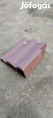 Terran synus szegélycsép