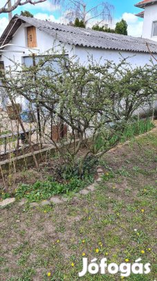 Terülő madárbirs (Cotoneaster horizontalis) kerti madárbirs konténeres