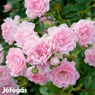 Terülőrózsa, talajtakaró rózsa - Rosa 'The Fairy'