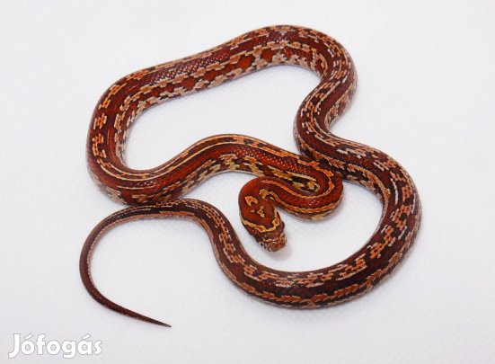 Tessera gabonasikló