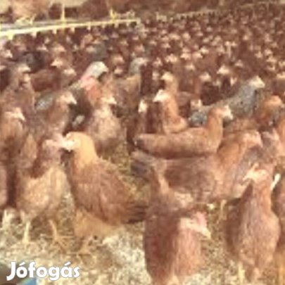 Tetra sl tojó jérce