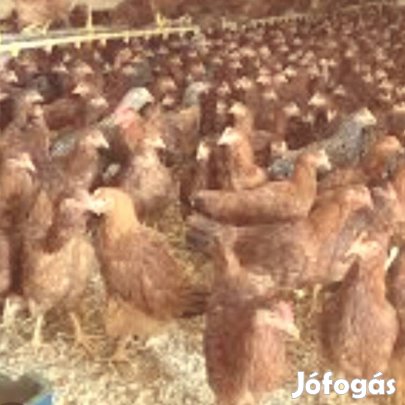 Tetra sl tojó jércék 