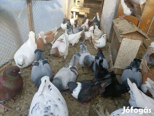 Texán, Strasszer, King, Posta galamb