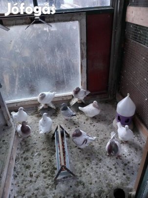 Texán és King galamb eladó!