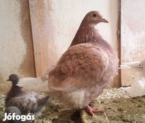 Texán galamb , galambok