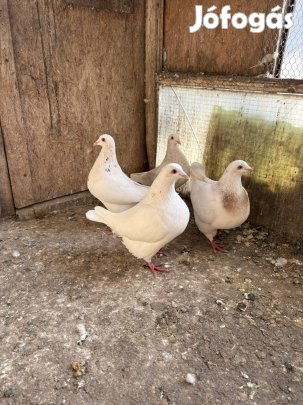 Texán galamb eladó!