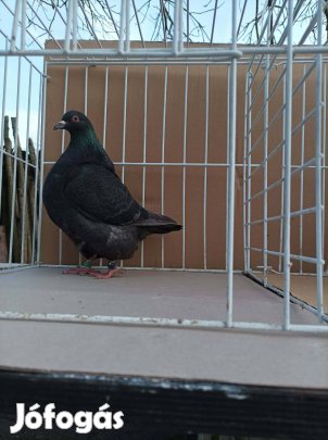Texán galambok eladók
