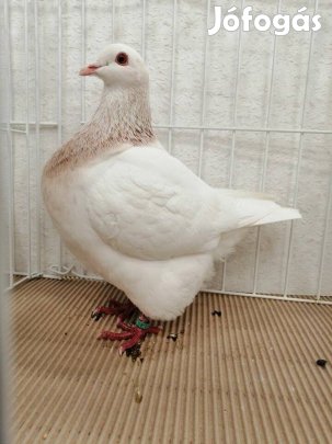 Texan galambok eladók