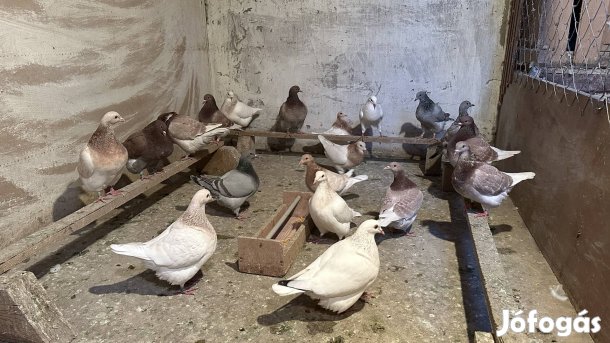 Texán galambok eladók