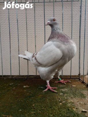 Texán galambok eladók 