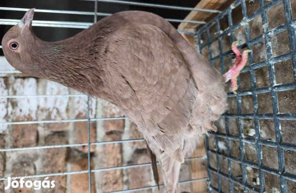 Texán tojó recesszív