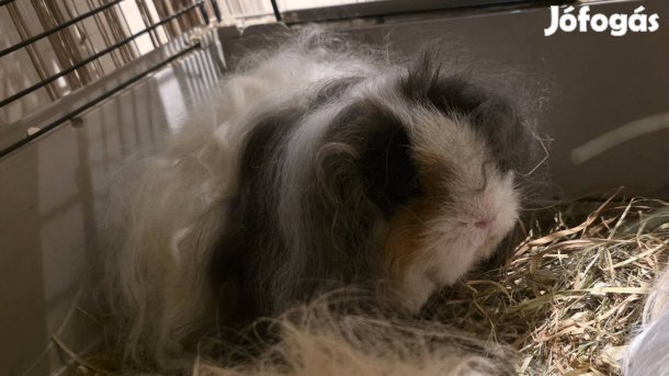 Texel hosszúszőrű tengerimalac 