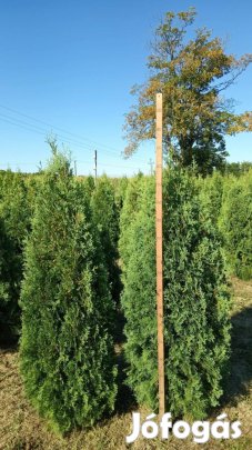 Thuja Columna