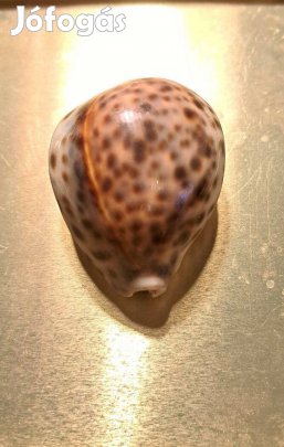 Tigris kauri kagyló (Cypraea tigris) természetes trópusi