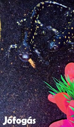 Tigris salamandra,ambystoma tigrinum