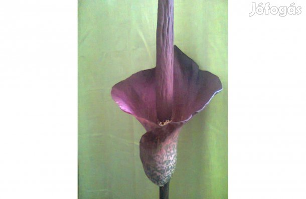 Tigrispálma virág gumó (Amorphophallus konjac)