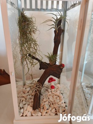 Tillandisa válogatás lámpásban