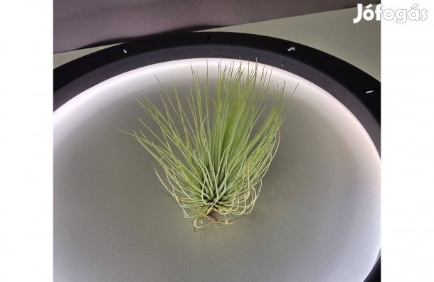 Tillandsia andreana