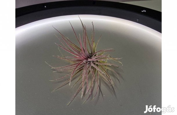Tillandsia ionantha Rubra