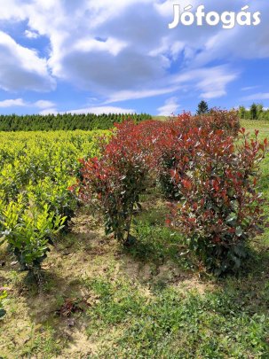 Tiszafa Babémeggy Korallberkenye Leylandi Ciprus Hortenzia Smaragd tu
