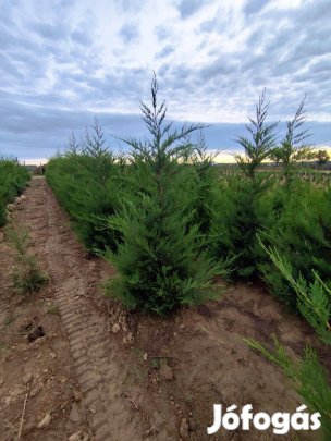 Tiszafa Babérmeggy Korallberkenye Leylandi ciprus Smaragd tu