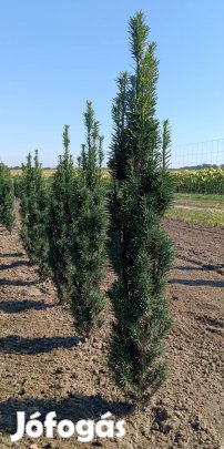 Tiszafa Fastigiata Robusta 