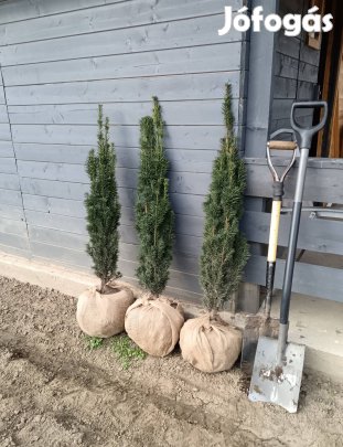 Tiszafa Fastigiata Robusta 