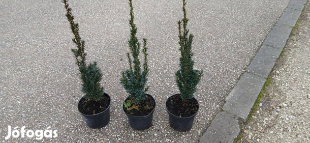 Tiszafa Hilli 50-60 cm 1900 Ft! Cserepes,azonnal vihető!