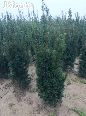 Tiszafa Leylandi ciprus Babérmeggy Korallbekenye házhozszállítással