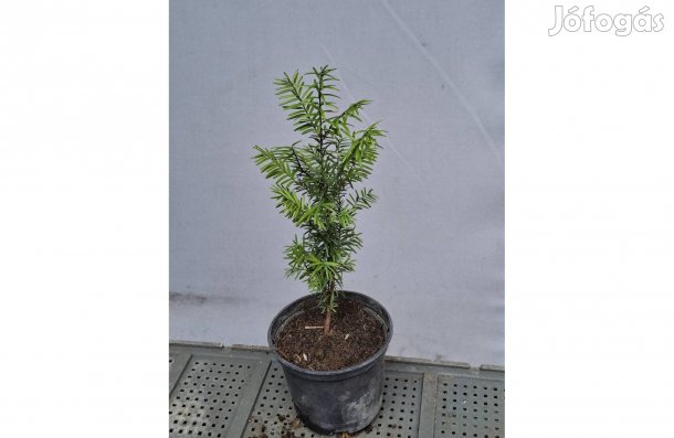 Tiszafa, Taccus baccata csemete