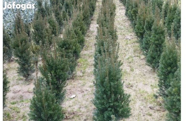 Tiszafa, babérmeggy földlabdásan eladó