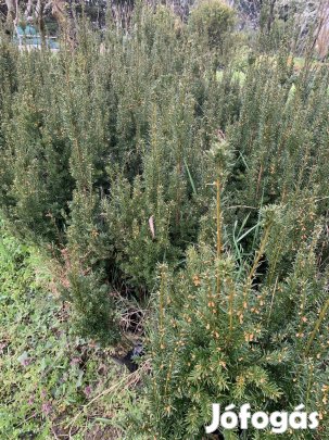 Tiszafa eladó!
