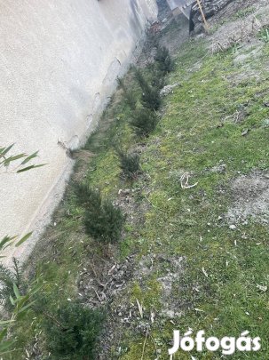 Tiszafa elado! 