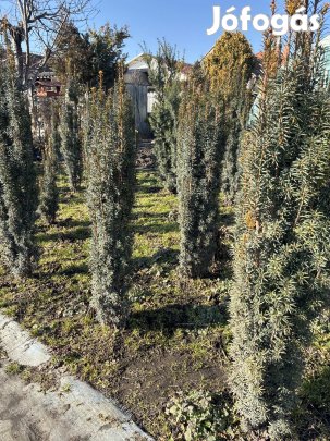 Tiszafa különféle: oszlopos-Hilli-hicksii 1-1,5 m szabadföldi