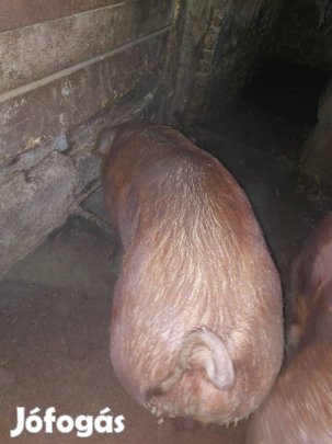 Tiszta Duroc hízók