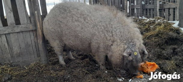 Tiszta szőke mangalica hasas koca