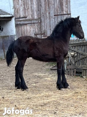 Tisztavérű Fríz csikó