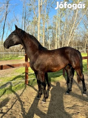 Tisztavérű nóniusz csődör