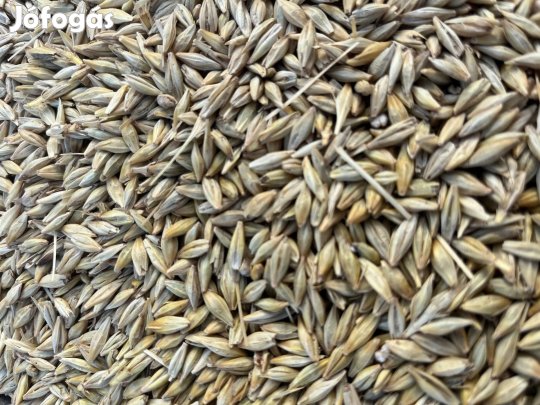 Tisztított árpa búza tritikálé eladó