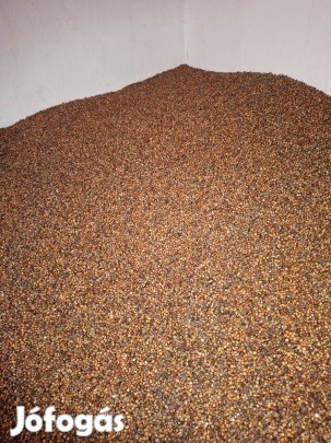 Tisztított vörös cirok