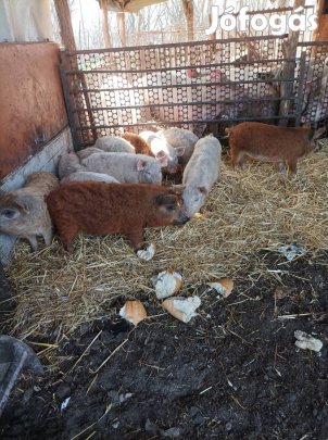 Tizenkettő malac eladó Bugacon!