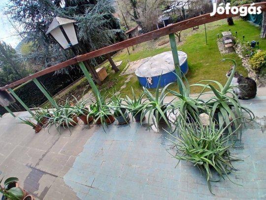 Több cserép orvosi aloe vera eladó!
