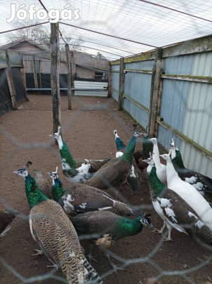 Több fajta fiatal és idősebb páva