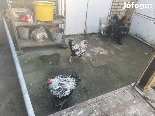 Több fajta gyönyörű szép kakas eladó