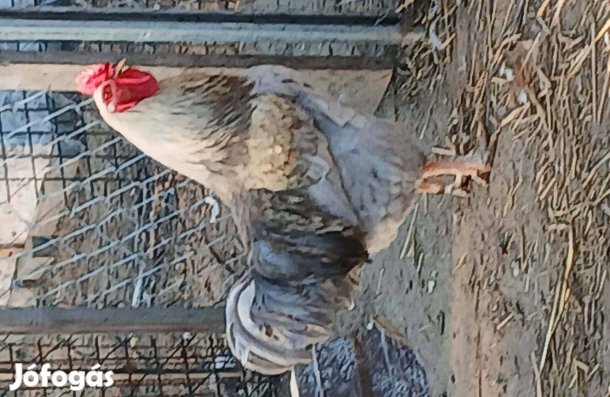 Több kakas eladó