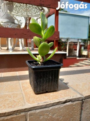 Több méretben pozsga fa 20cm-40cm között évelő szobanövény