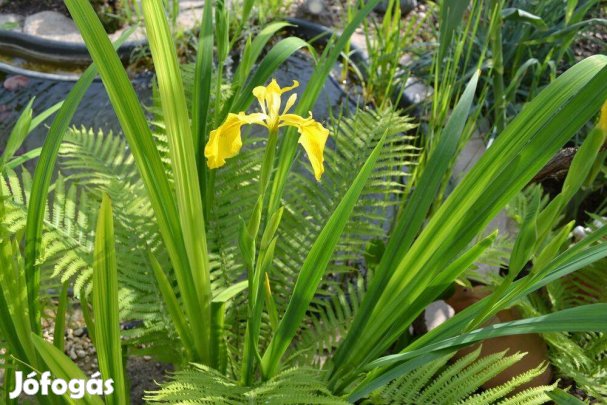 Többféle Télálló Kerti tavi növény buzogányt termő sás