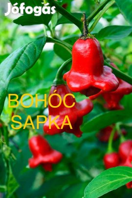 Többféle chili paprika mag