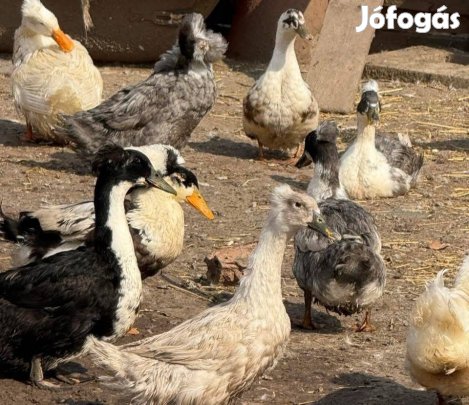 Tojás Bubos kacsa tojás 