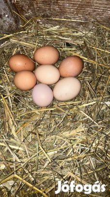 Tojás eladó Győrszentivánon 90 Ft_db